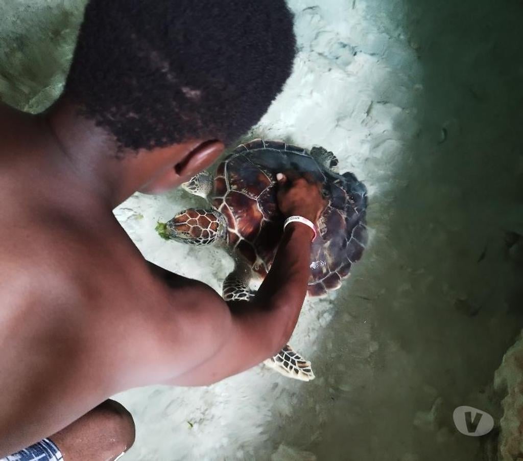 location saisonniere Hérault Montpellier - Photos Vivastreet ECO-SEJOUR ZANZIBAR