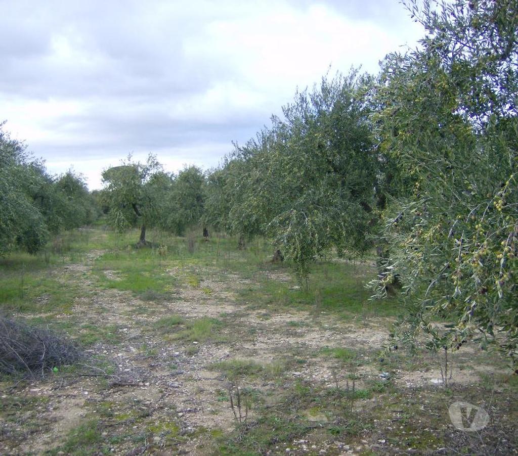 Terrain à vendre Italie - Photos Vivastreet terrain residentiel plus maison