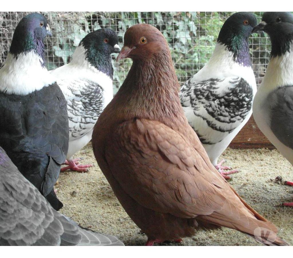 Vente Cher Vierzon - 18100 - Photos Vivastreet pigeons carneaux