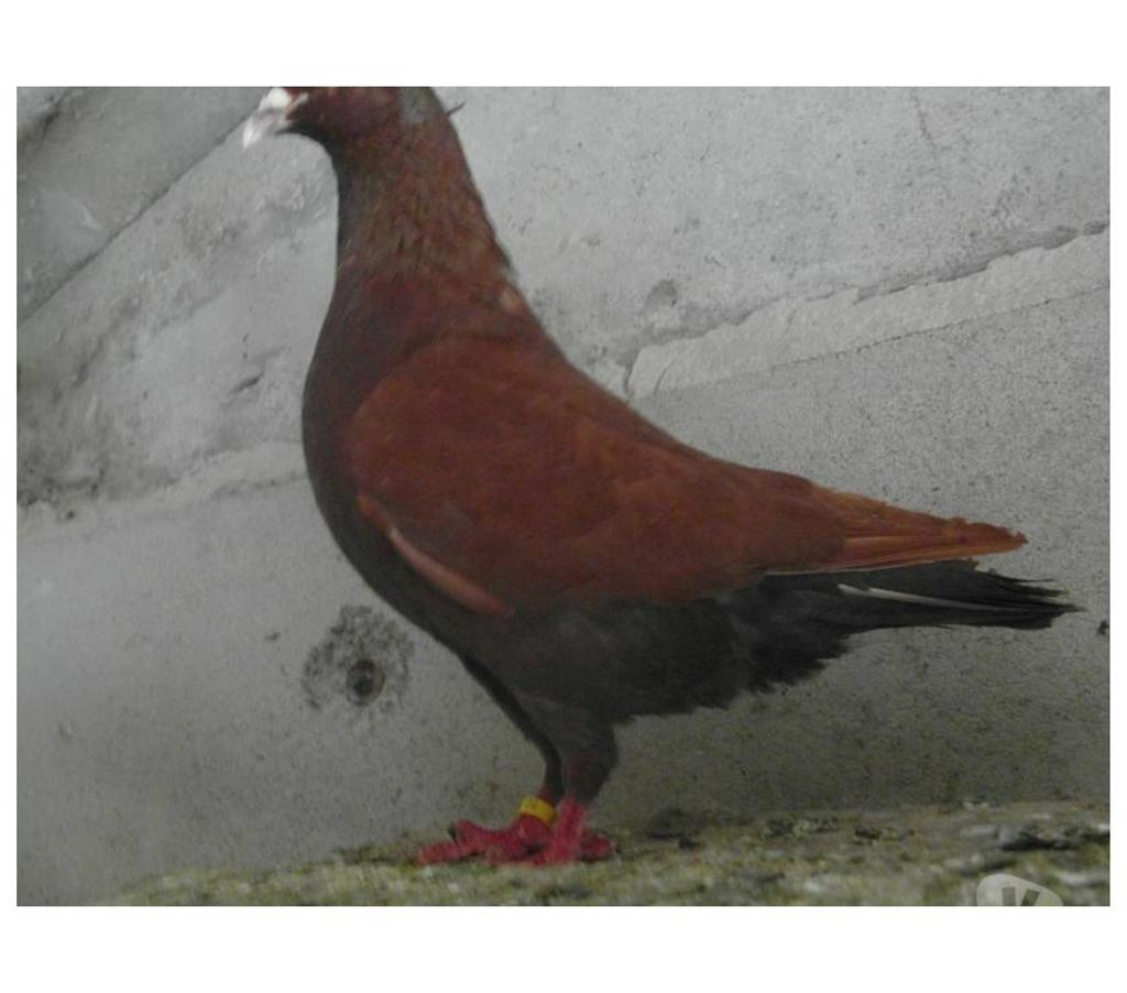 Vente Cher Vierzon - 18100 - Photos Vivastreet pigeons carneaux