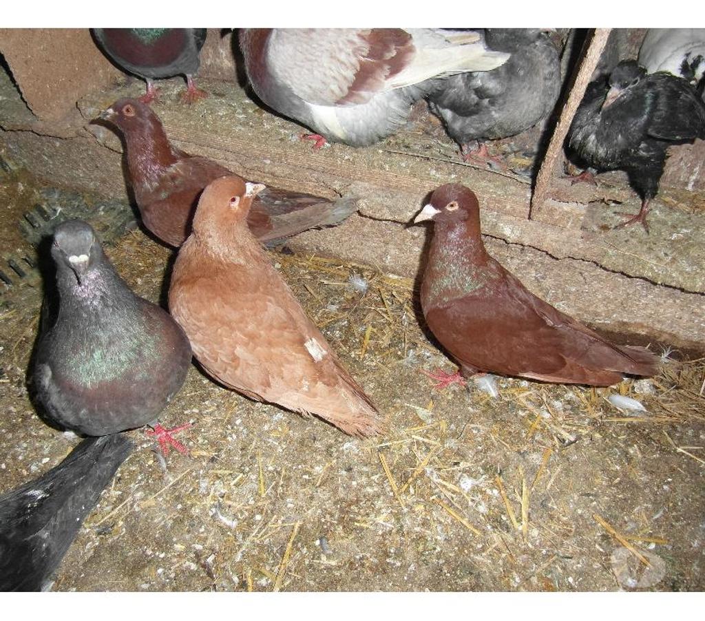 Vente Cher Vierzon - 18100 - Photos Vivastreet pigeons carneaux