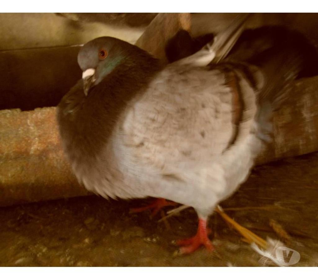 Vente Cher Vierzon - 18100 - Photos Vivastreet pigeons silver king 2024 2025