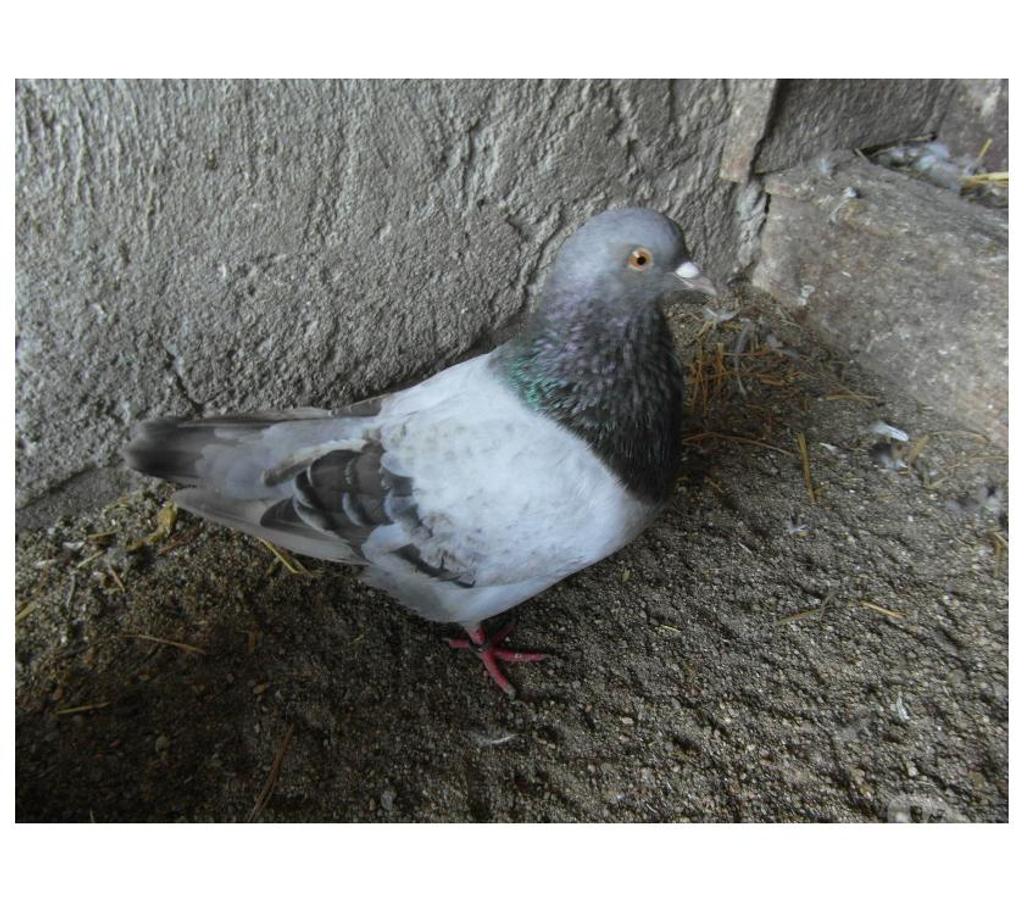 Vente Cher Vierzon - 18100 - Photos Vivastreet pigeons silver king 2024 2025
