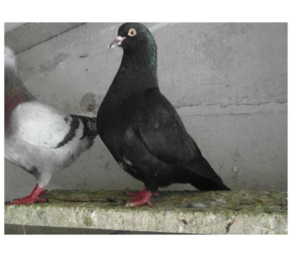 Vente Cher Vierzon - 18100 - Photos Vivastreet pigeons hubbel colorés 2024.2025