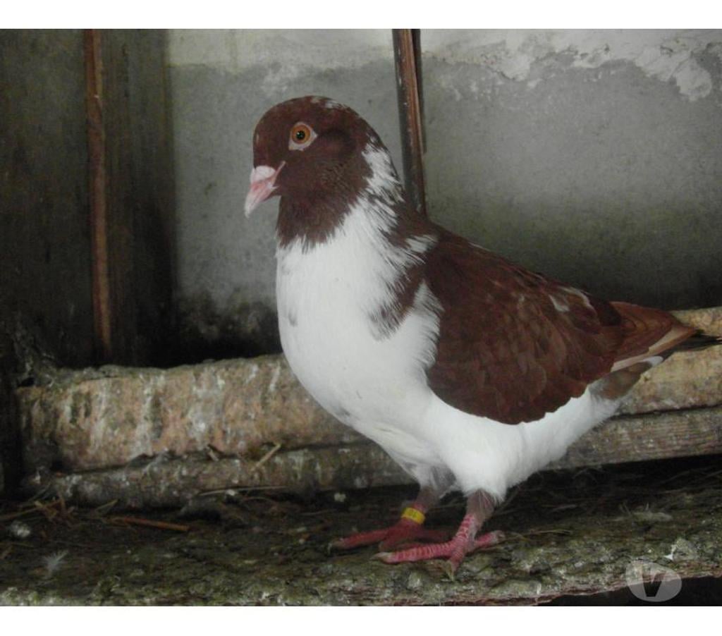 Vente Cher Vierzon - 18100 - Photos Vivastreet pigeons hubbel colorés 2024.2025