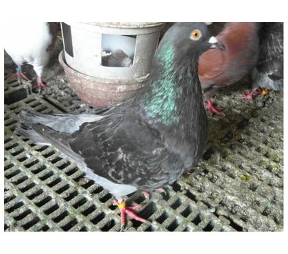 Vente animaux Vierzon Cher - Photos Vivastreet pigeons hubbel colorés bagués 2024