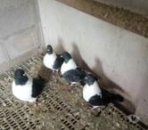 pigeons strasser et strasser de moravie