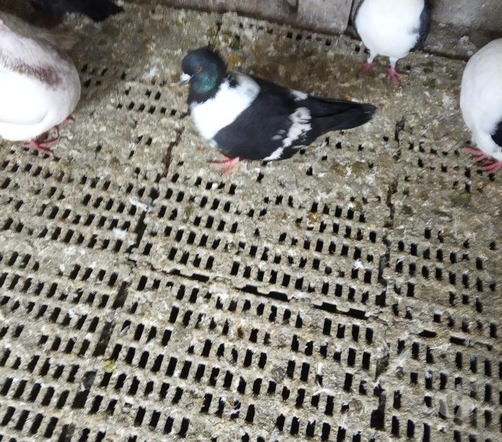 Vente Cher Vierzon - 18100 - Photos Vivastreet pigeons strasser et strasser de moravie