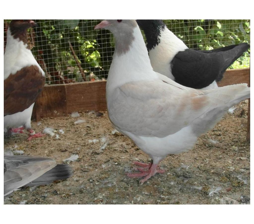 Vente Cher Vierzon - 18100 - Photos Vivastreet pigeons strasser et strasser de moravie