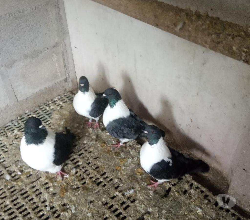 Vente Cher Vierzon - 18100 - Photos Vivastreet pigeons strasser et strasser de moravie