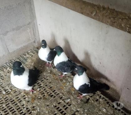 Vente animaux Vierzon Cher - Photos Vivastreet pigeons strasser et strasser de moravie