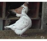 pigeons texans de 2024. 2025.