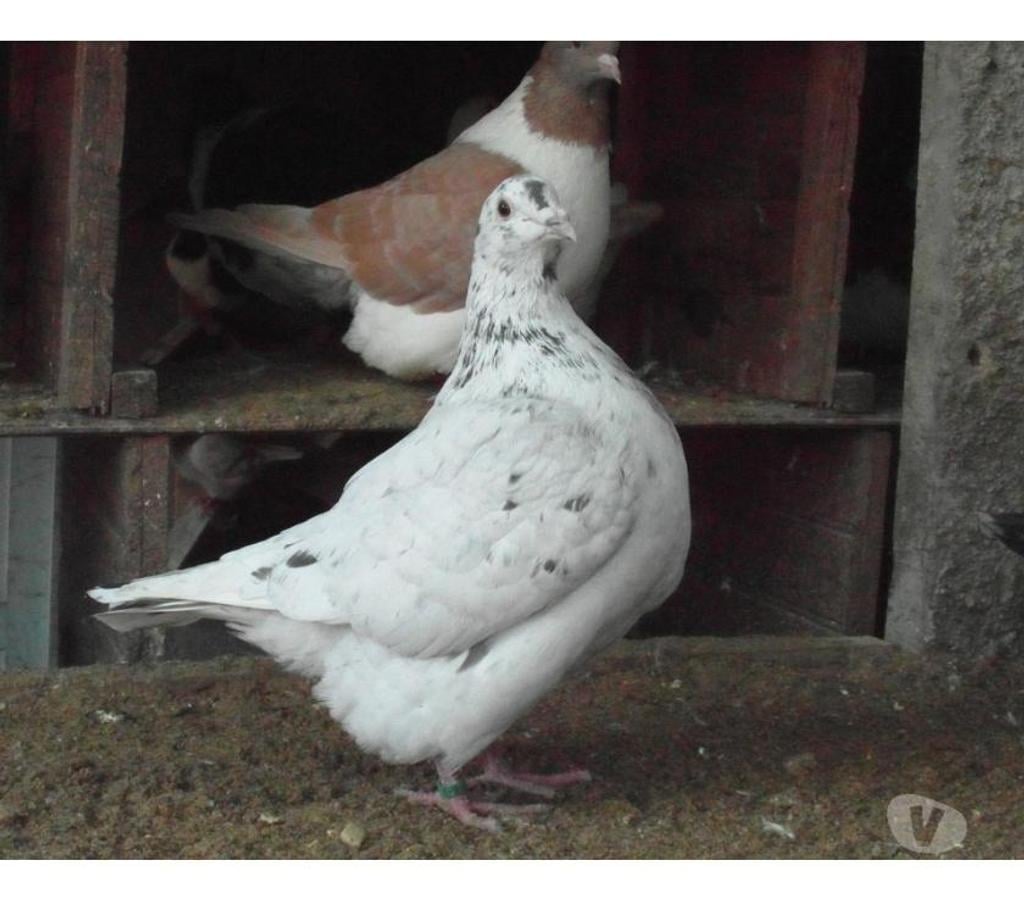 Vente Cher Vierzon - 18100 - Photos Vivastreet pigeons texans de 2024. 2025.