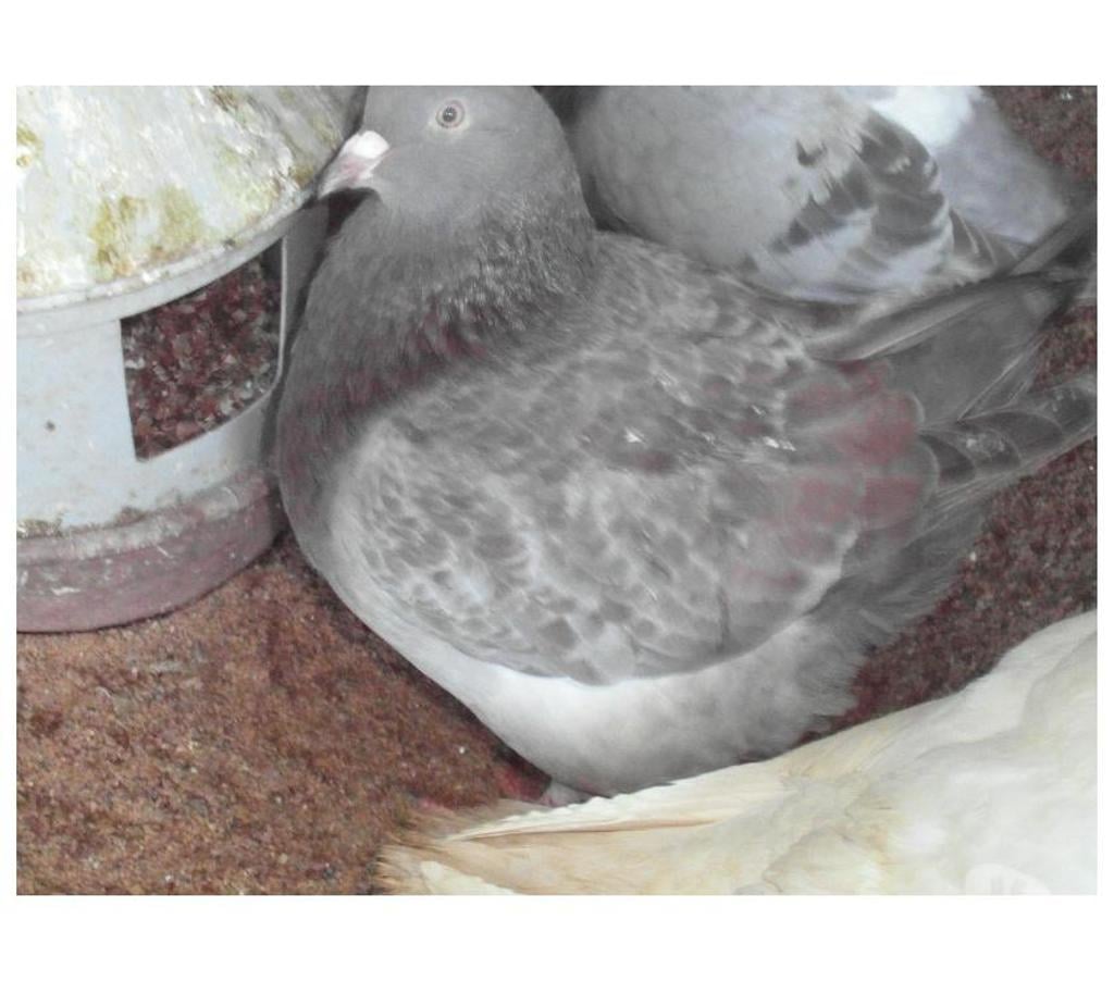 Vente Cher Vierzon - 18100 - Photos Vivastreet pigeons texans de 2024. 2025.