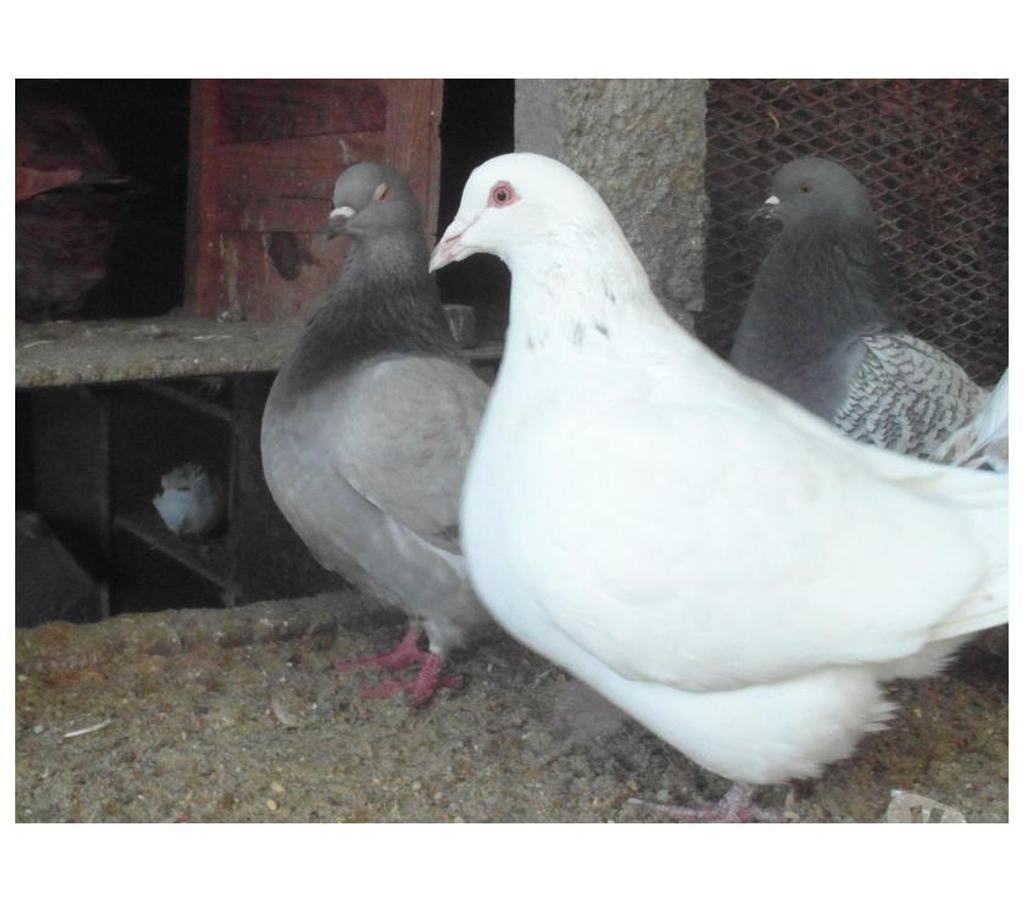 Vente Cher Vierzon - 18100 - Photos Vivastreet pigeons texans de 2024. 2025.