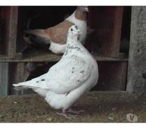 pigeons texans de 2024.