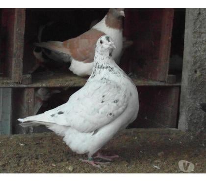 Vente animaux Vierzon Cher - Photos Vivastreet pigeons texans de 2024.
