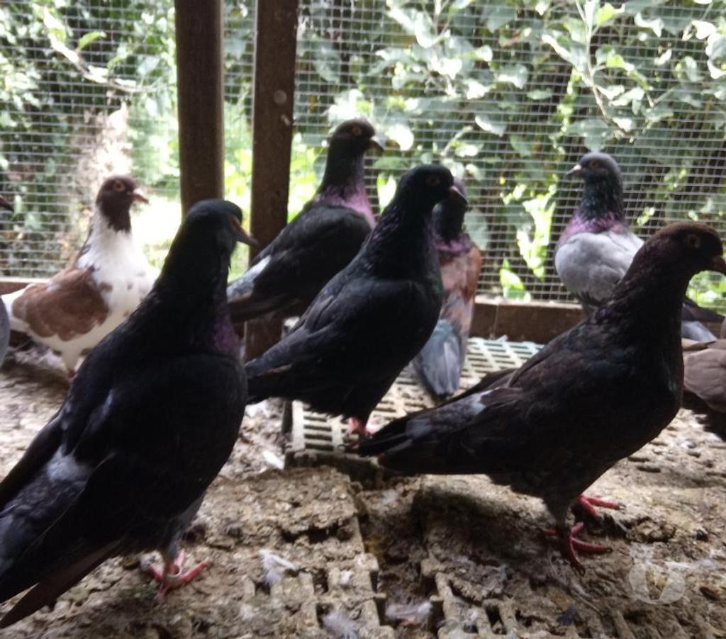 Vente Cher Vierzon - 18100 - Photos Vivastreet pigeons pour manger.