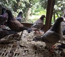 pigeons pour manger.
