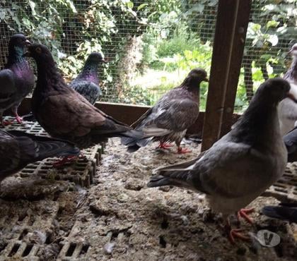 Vente animaux Vierzon Cher - Photos Vivastreet pigeons pour manger.