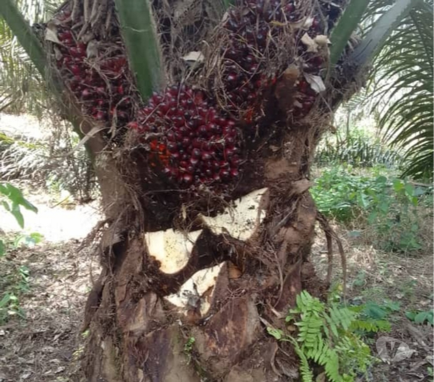 Vente Terres Agricoles Cameroun - Photos Vivastreet Vente ferme agricole entre Mbalmayo et Sangmelima