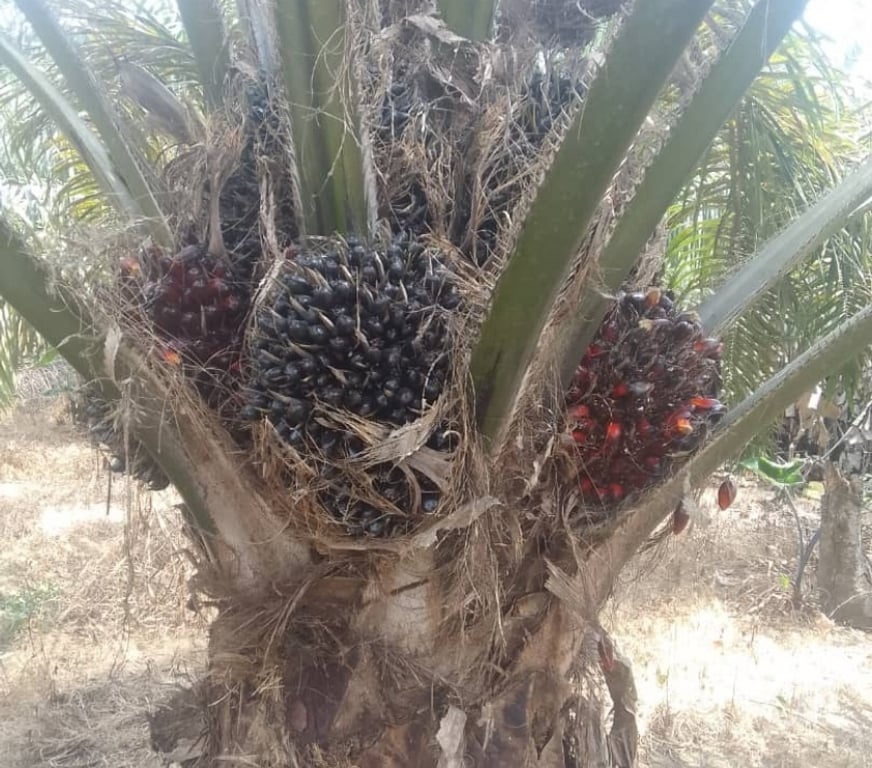 Vente Terres Agricoles Cameroun - Photos Vivastreet Vente ferme agricole entre Mbalmayo et Sangmelima