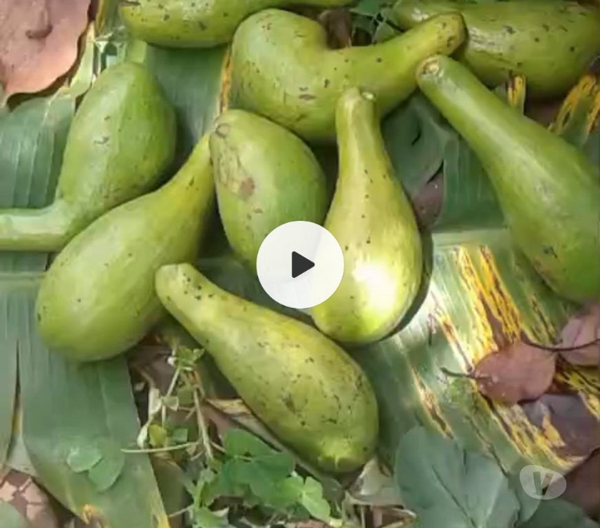Vente Terres Agricoles Cameroun - Photos Vivastreet Vente ferme agricole entre Mbalmayo et Sangmelima