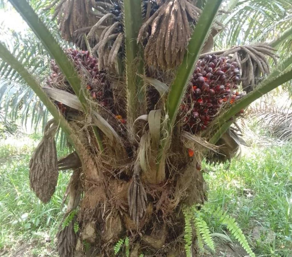 Vente Terres Agricoles Cameroun - Photos Vivastreet Vente ferme agricole entre Mbalmayo et Sangmelima