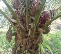 Vente ferme agricole entre Mbalmayo et Sangmelima