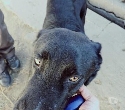 Adoption animaux Carpentras Vaucluse - Photos Vivastreet Twix cherche sa famille pour la vie !