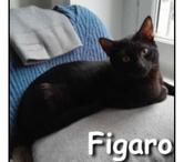 FIGARO, chat adorable