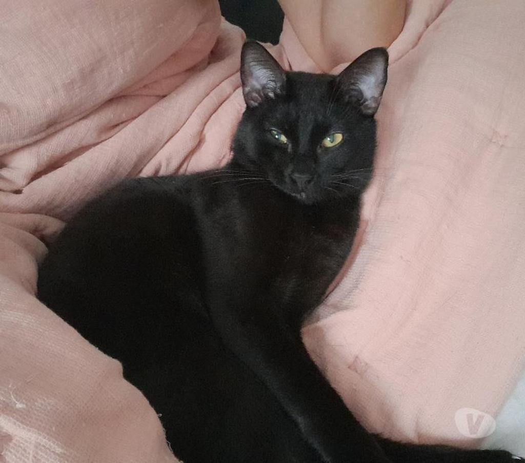 Don animaux Rhône Lyon - Photos Vivastreet FIGARO, chat adorable