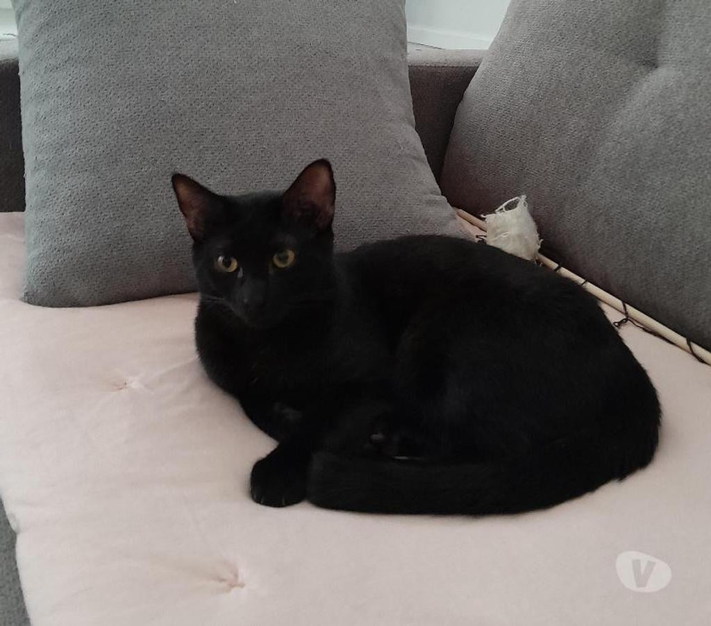 Don animaux Rhône Lyon - Photos Vivastreet FIGARO, chat adorable