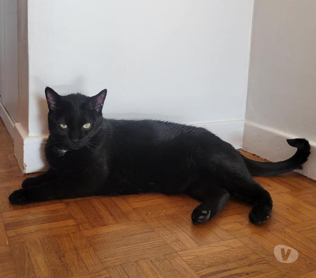 Don animaux Rhône Lyon - Photos Vivastreet PIXY, chat affectueux