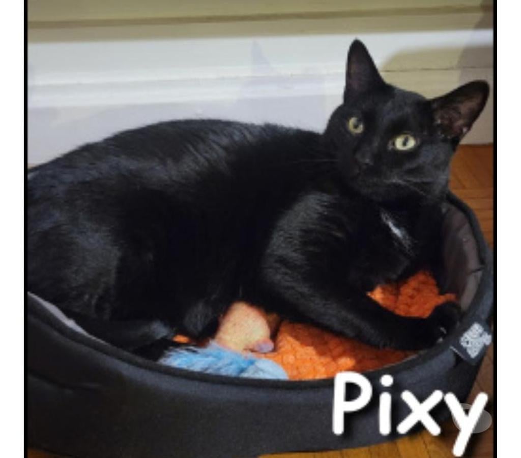 Don animaux Rhône Lyon - Photos Vivastreet PIXY, chat affectueux