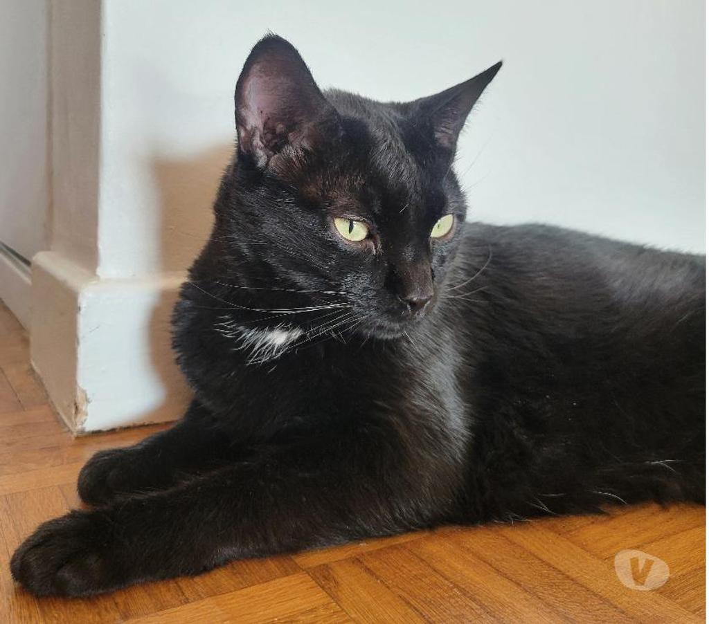 Don animaux Rhône Lyon - Photos Vivastreet PIXY, chat affectueux