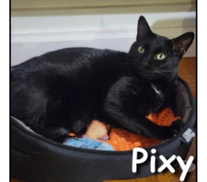 Don animaux Lyon Lyon - Photos Vivastreet PIXY, chat affectueux
