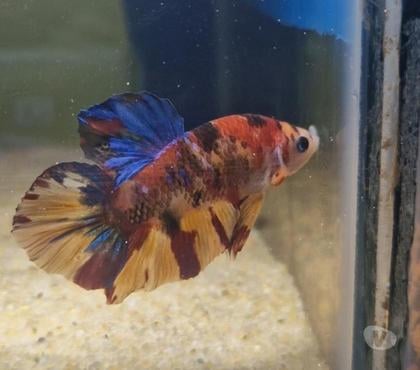 Vente animaux Castelnaudary Aude - Photos Vivastreet Betta plakat géant repro perso