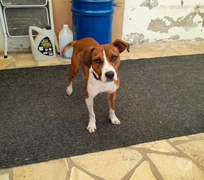 Vente animaux Bois de Cene Vendée - Photos Vivastreet Koffee chien Réunion