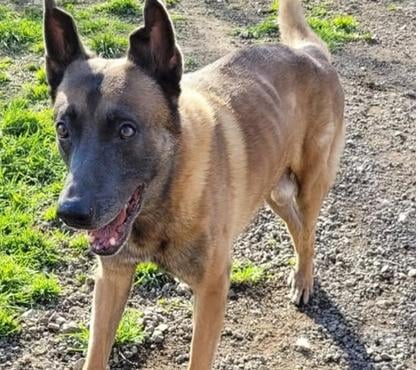 Don animaux Beziers Hérault - Photos Vivastreet Chien ATLAS à l adoption