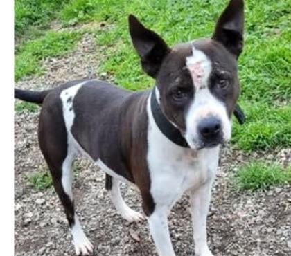 Don Beziers Hérault - Photos Vivastreet Chien ARYA à l adoption