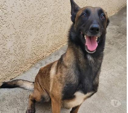 Adoption animaux Beziers Hérault - Photos Vivastreet Chien ALISEE à l adoption