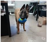 Chien VANILLE à l adoption