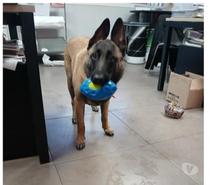 Chien VANILLE à l adoption
