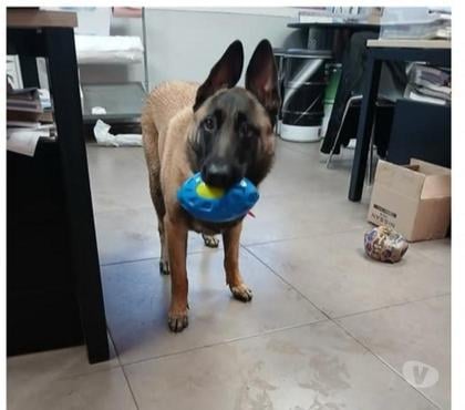 Don animaux Six Fours les Plages Var - Photos Vivastreet Chien VANILLE à l adoption