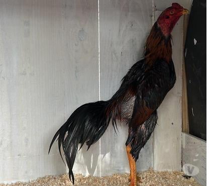 Vente animaux Bonzac Gironde - Photos Vivastreet Coq viet X turc