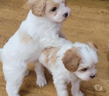 Adoption animaux Passy Haute-Savoie - Photos Vivastreet Chiots croisé cavalier King charles et bichon maltais
