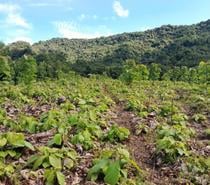 vente terrain 24ha