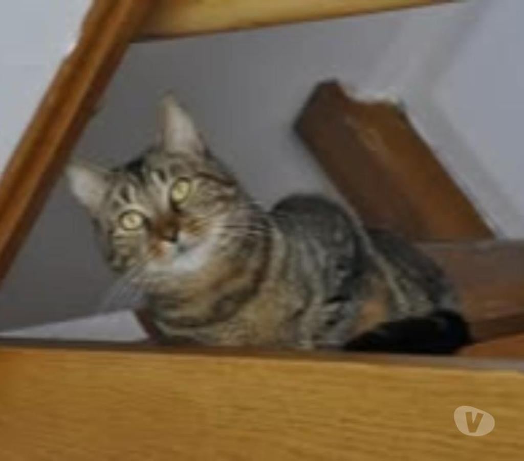 Don animaux Drôme Valence - 26000 - Photos Vivastreet Chat RAMIRES à l adoption