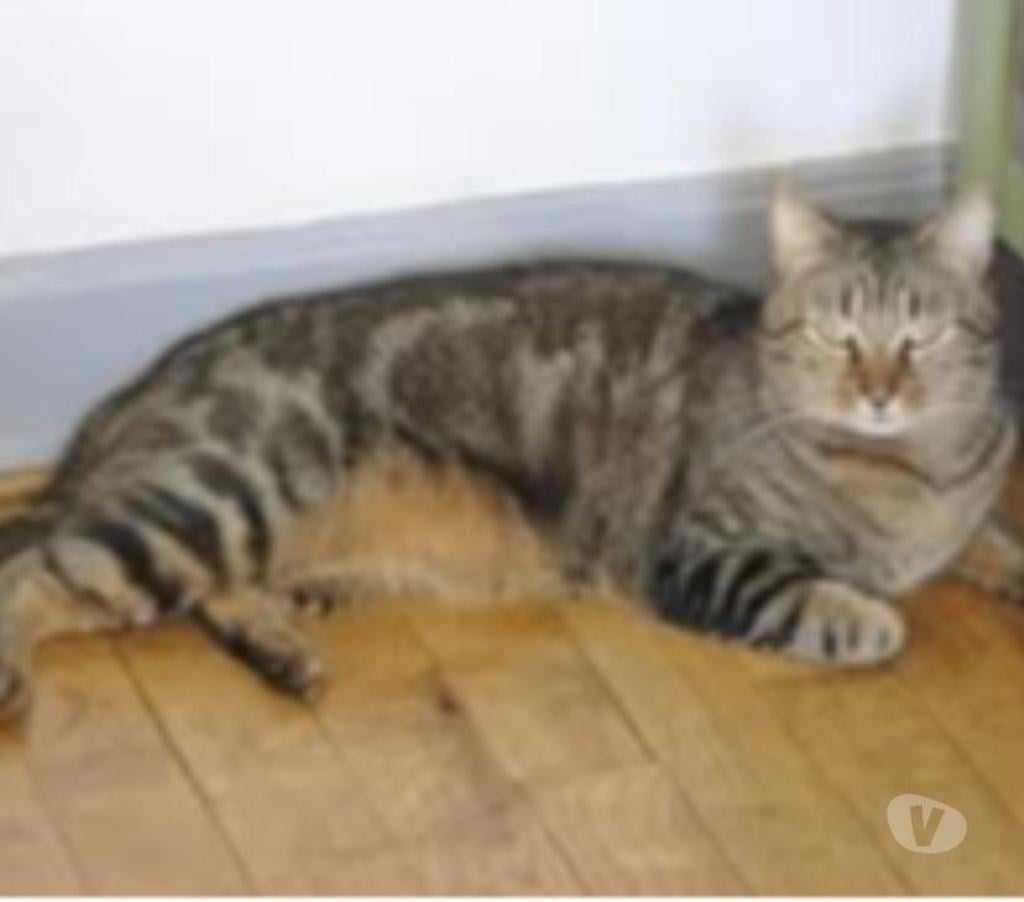 Don animaux Drôme Valence - 26000 - Photos Vivastreet Chat RAMIRES à l adoption